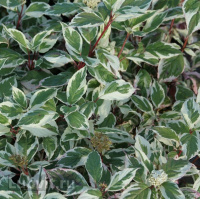 Дерен Сибирика Вариегата (SIBIRICA VARIEGATA)