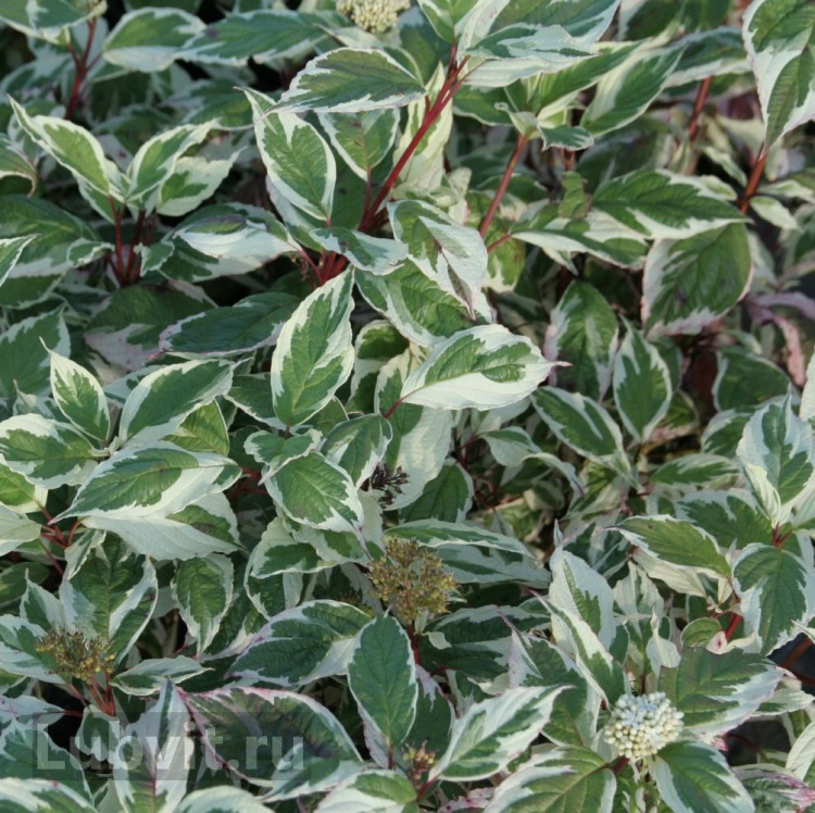 Дерен Сибирика Вариегата (SIBIRICA VARIEGATA) купить с доставкой