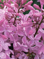 Сирень Бюффон (Buffon)