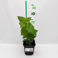 Сирень Бюффон (Buffon)