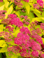 Спирея Голдфлейм (Goldflame)