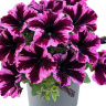 Петуния вегетативная Космик Пинк (Go! Tunia Cosmic Pink)