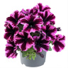 Петуния вегетативная Космик Пинк (Go! Tunia Cosmic Pink)
