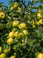 Яблоня Дачное