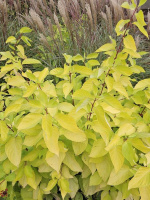 Дерен Ауреа (Aurea)