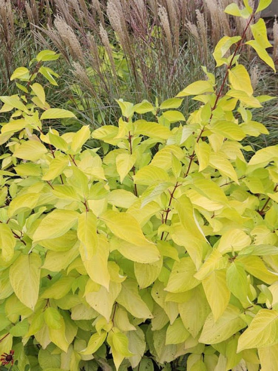 Дерен Ауреа (Aurea) купить с доставкой