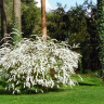 Спирея Грефшейм (Grefsheim) купить с доставкой