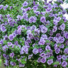 Петуния вегетативная Тумбелина Присцилла Про (Tumbelina Priscilla)
