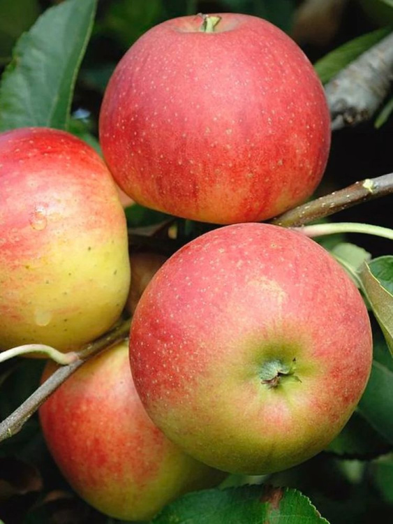 Яблоня Приземленное купить с доставкой