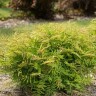 Рябинник рябинолистный Матча Болл (Matcha Ball) купить с доставкой