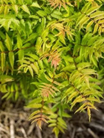 Рябинник рябинолистный Матча Болл (Matcha Ball)