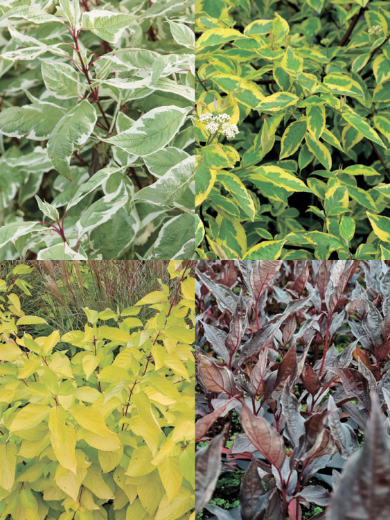 Дерен Ассортимент купить с доставкой