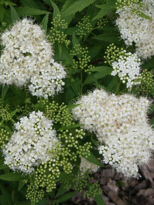 Спирея Альбифлора (Albiflora) Спирея Альбифлора (Albiflora)