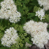 Спирея Альбифлора (Albiflora) купить с доставкой