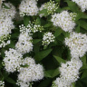 Спирея Альбифлора (Albiflora) купить с доставкой