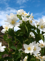 Чубушник Монблан (Mont Blanc)