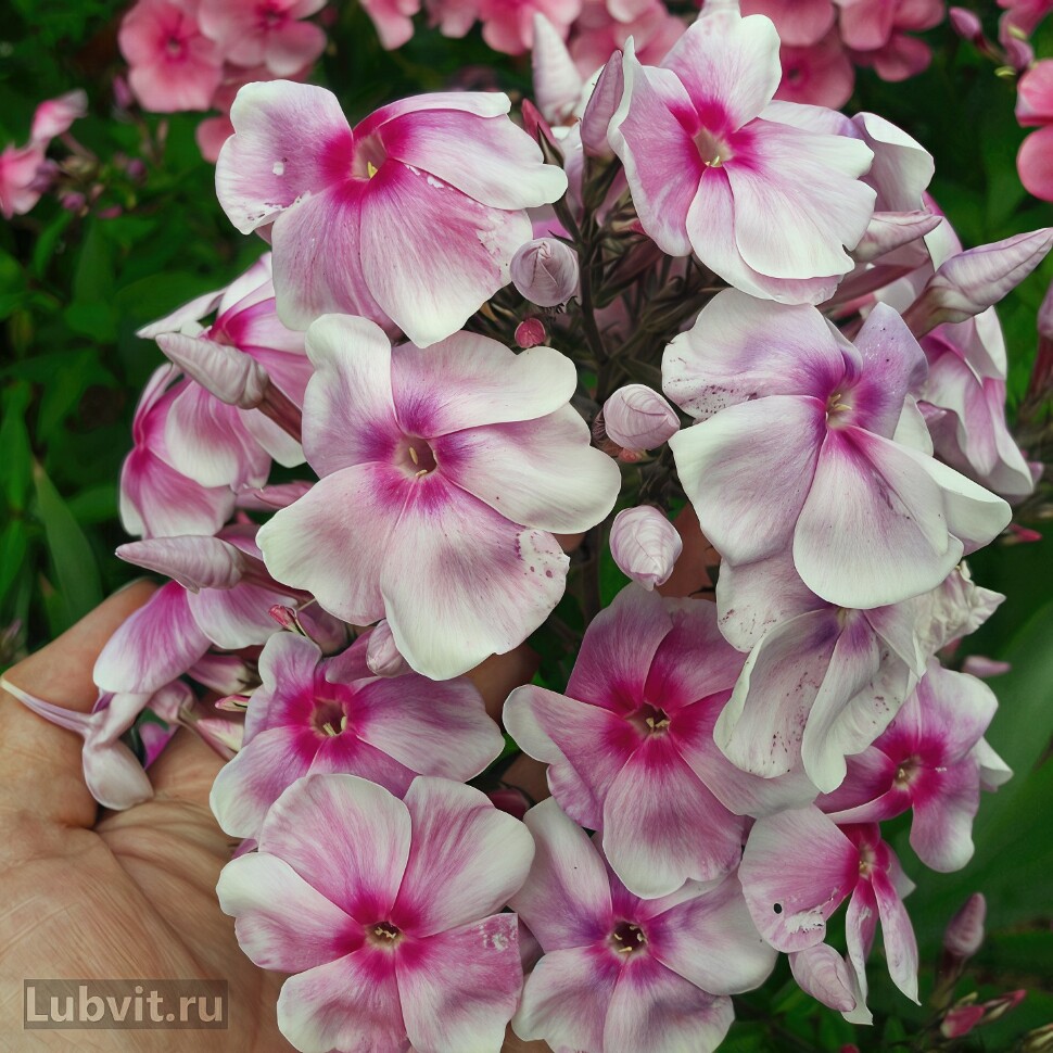 Флокс Разноцветье купить с доставкой