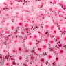 Хризантема мультифлора Лавли пинк биколор (Lively Pink Bicolor)