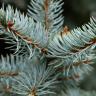 Ель Голубая (f.Glauca) купить с доставкой