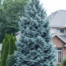 Ель Голубая (f.Glauca)