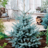 Ель Голубая (f.Glauca) купить с доставкой