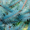 Ель Голубая (f.Glauca) купить с доставкой