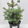 Ель Голубая (f.Glauca) купить с доставкой