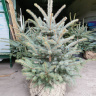 Ель Голубая (f.Glauca) купить с доставкой