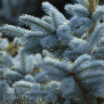 Ель Голубая (f.Glauca) купить с доставкой