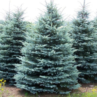 Ель Голубая (f.Glauca)