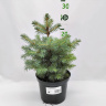 Ель Голубая (f.Glauca) купить с доставкой
