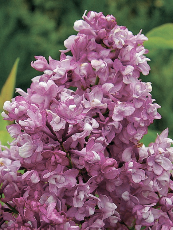 Сирень Изобилие купить с доставкой