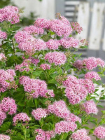 Спирея Литтл Принцесс (Little Princess)