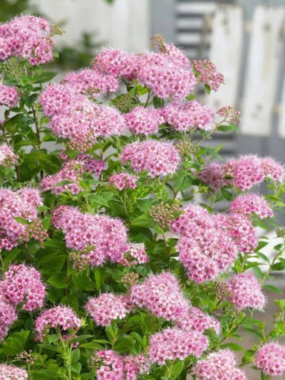 Спирея Литтл Принцесс (Little Princess) купить с доставкой