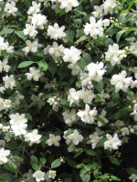 Чубушник Юннат