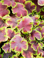 Гейхерелла Солар Эклипс (Solar eclipse)