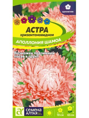Астра Аполлония Шамоа [Семена алтая]
