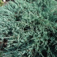 Можжевельник Блю Спаркл (Blue Sparkle)