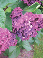 Сирень Анна Шиач (Anne Shiach)