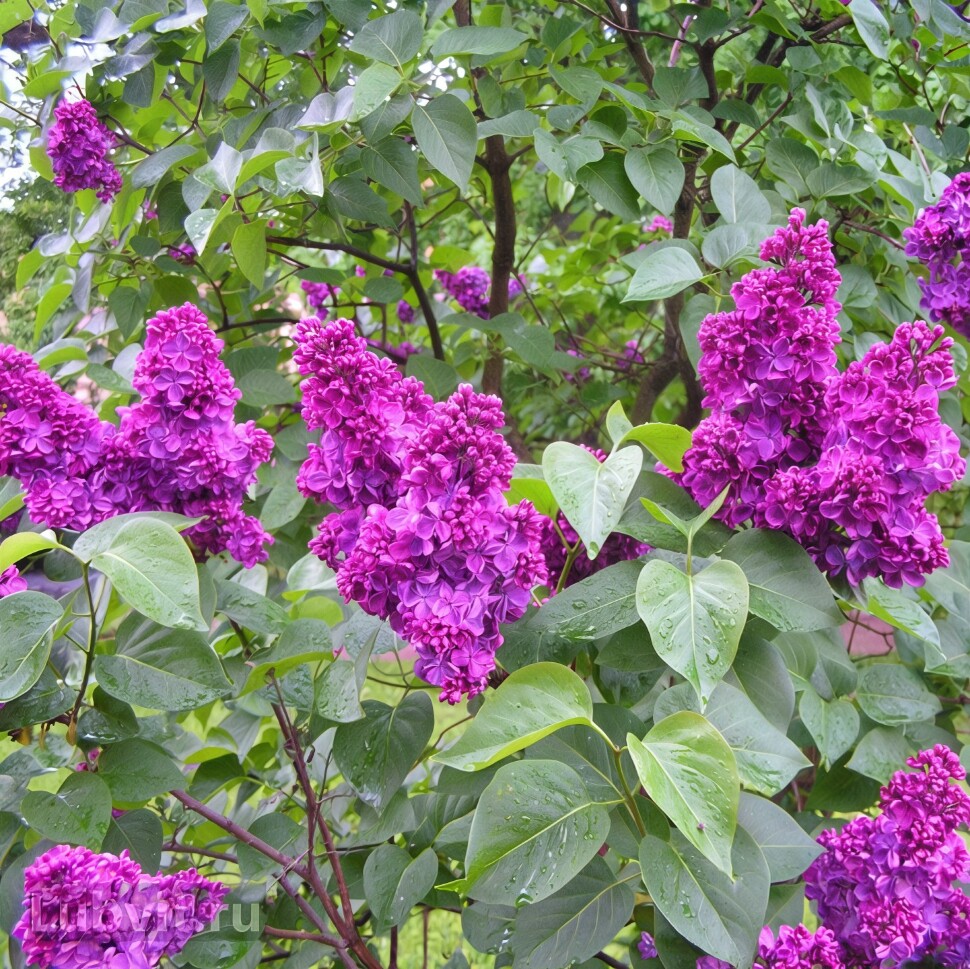 Сирень Анна Шиач (Anne Shiach) купить с доставкой Сирень Анна Шиач (Anne Shiach) купить с доставкой