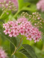 Спирея Манон (Manon)