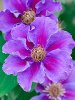 Клематис Ашва (Ashva)