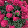 Гортензия Самарская Лидия (Rensam, Framboisine) метельчатая купить с доставкой