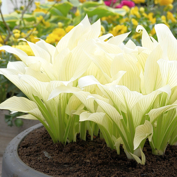 Хоста Белое Перо (White Feather) купить с доставкой