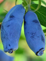 Жимолость Гордость Бакчара