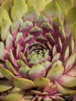 Молодило Пинк Помело (Pink Pomelo)