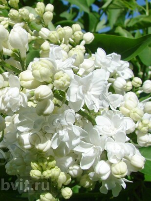 Сирень Жанна дАрк (Jeanne d'Arc)