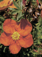 Лапчатка Ред Айс (Red Ace)