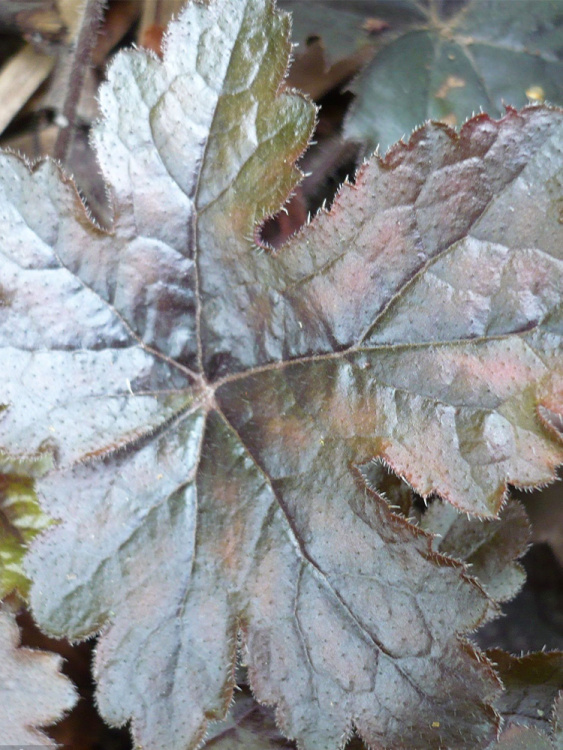 Гейхерелла Берништ Бронз (Burnished Bronze) купить с доставкой
