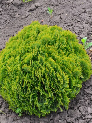 Туя Глобоза Нана (Globosa nana)